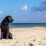 Dog friendly beaches