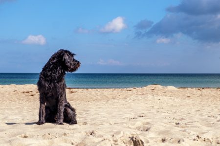 15 Dog friendly beaches  in Portugal