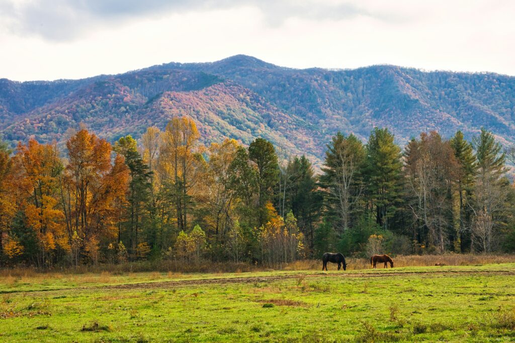 Great Smoky Mountains National Park 