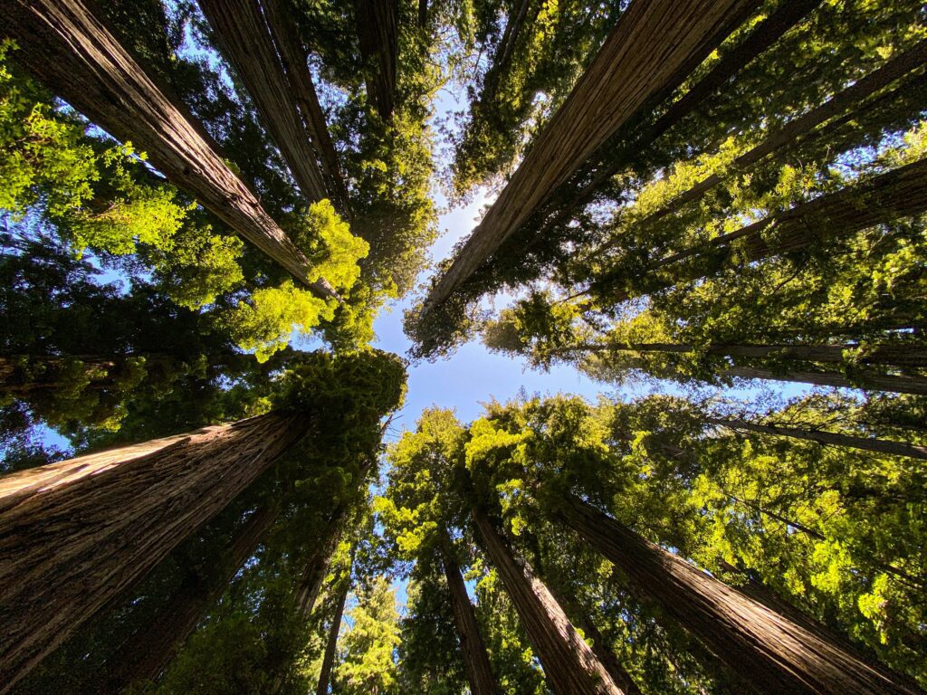 Redwood National and State Parks