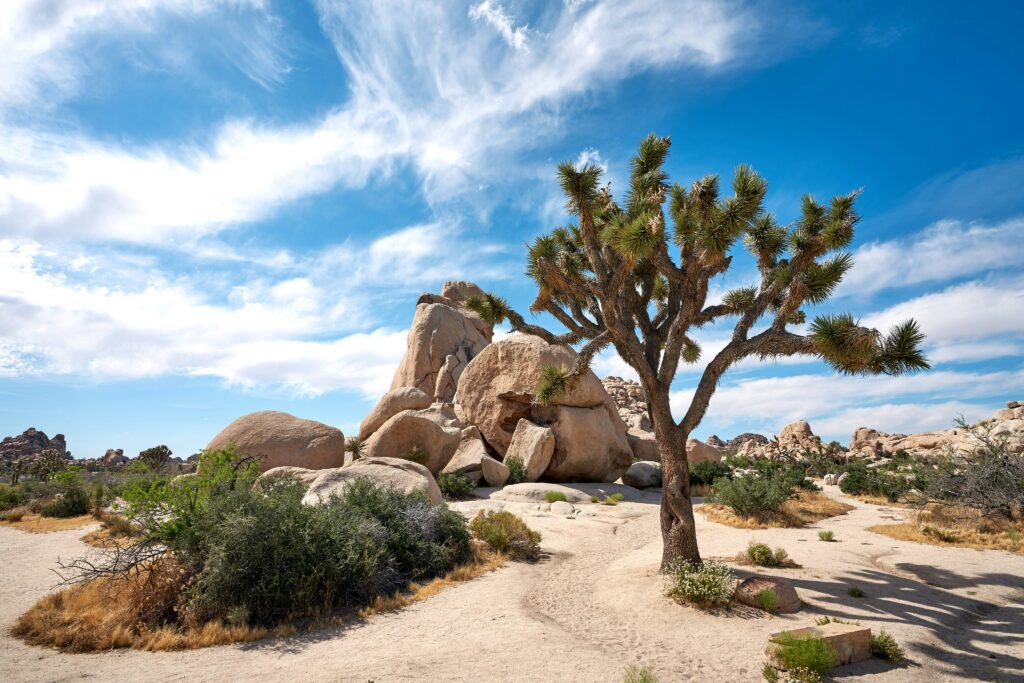 Joshua Tree National Park