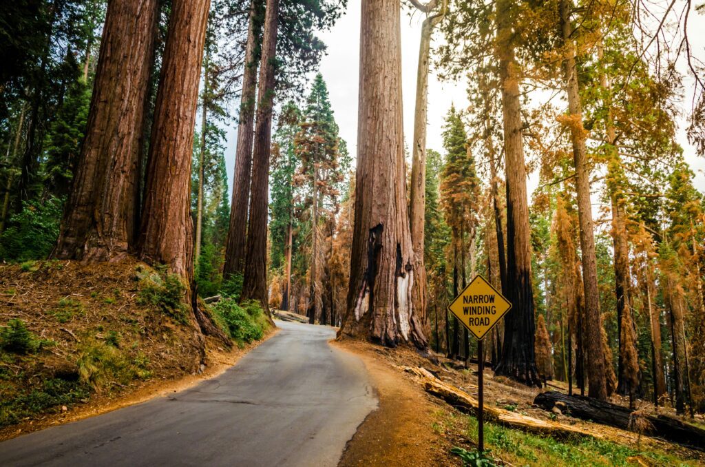Sequoia and Kings Canyon National Parks