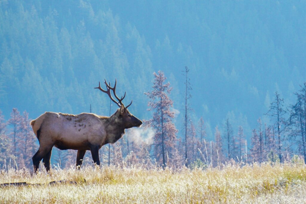 Wildlife in Jasper National Park